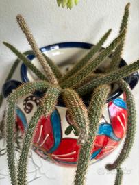 Coda di topo pianta grassa