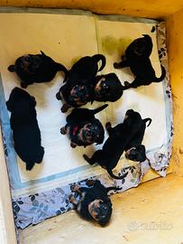 Cuccioli rottweiler
