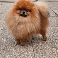 Accoppiamento Pomerania