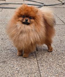 Accoppiamento Pomerania