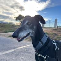 Sombra galga non timida