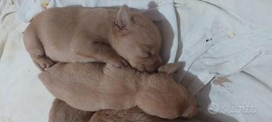 Cuccioli bracco ungherese