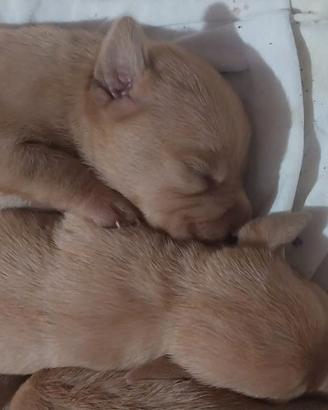 Cuccioli bracco ungherese