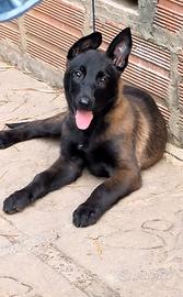 Cuccioli di pastore belga malinios