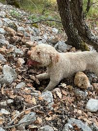 lagotto romagnolo bravissimo alla caccia al tart