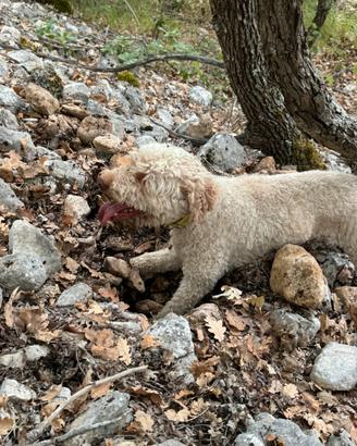 lagotto romagnolo bravissimo alla caccia al tart