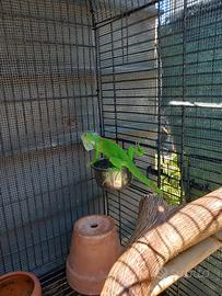 iguana