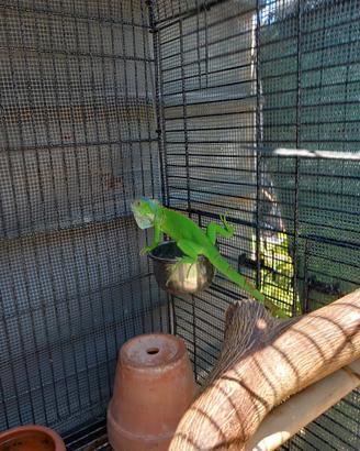 iguana