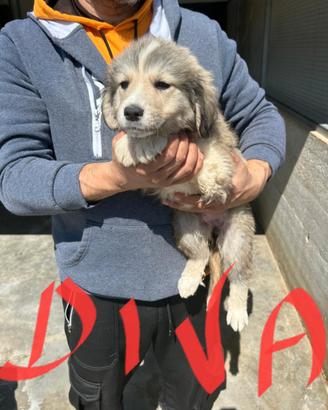 Cucciola in adozione