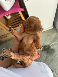 Cuccioli barboncini red nano
