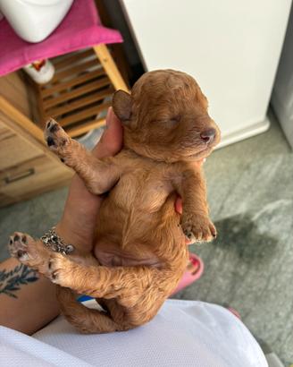 Cuccioli barboncini red nano