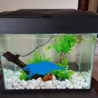 acquario