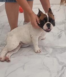 bouledogue francese bulldog francese 