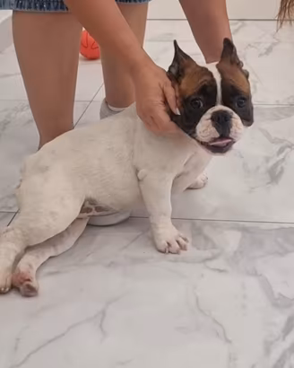 bouledogue francese bulldog francese 
