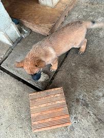 Pastore belga malions