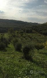Terreno agricolo collinare con oltre 100 ulivi