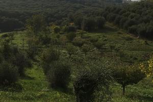 Terreno agricolo collinare con oltre 100 ulivi