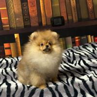 Cuccioli di Pomerania spitz nano