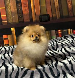 Cuccioli di Pomerania spitz nano