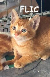 Flic e Floc micini rossi di 3 mesi