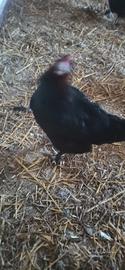 Galline Marans Oliver Livorno e Isa Brown