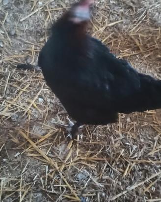 Galline Marans Oliver Livorno e Isa Brown