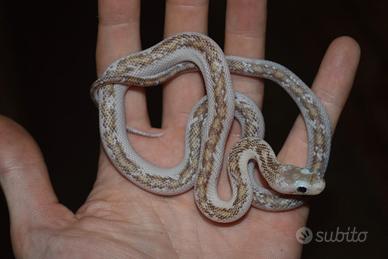 Serpenti del ratto