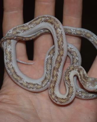 Serpenti del ratto