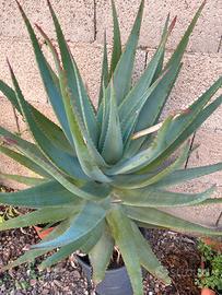 Aloe vera