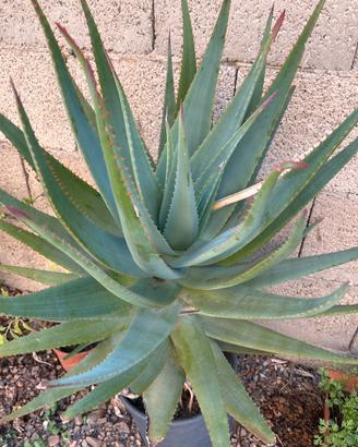 Aloe vera