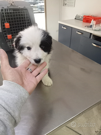 Cuccioli border collie