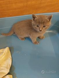 Gatti razza certosina varie tipologie