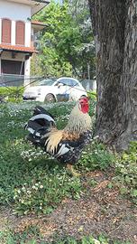 Gallo ornamentale riproduttivo