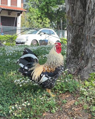 Gallo ornamentale riproduttivo