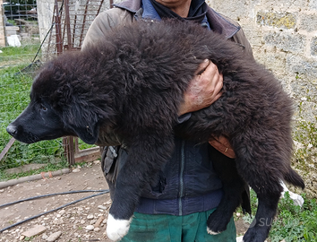 Cuccioli pastore del caucaso