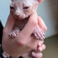 Cucciolo di sphinx maschio