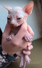 Cucciolo di sphinx maschio