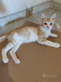 Zeno gattino 3/4 mesi