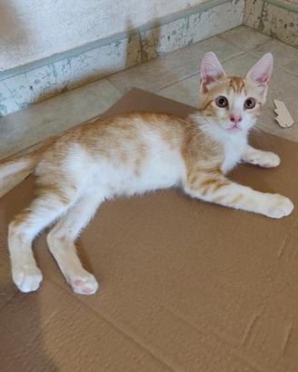 Zeno gattino 3/4 mesi