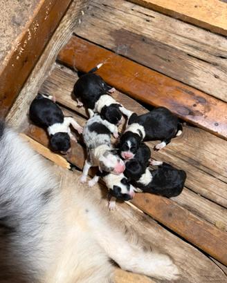 Border collie in purezza