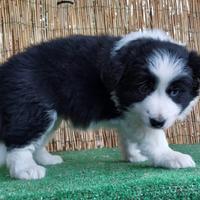 Border Volli con pedigree