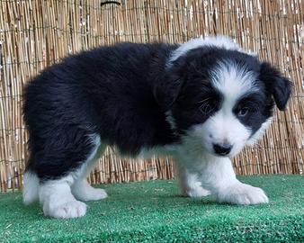 Border Volli con pedigree