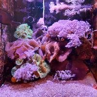 Coralli discosoma giganti