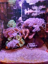 Coralli discosoma giganti