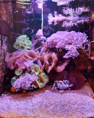 Coralli discosoma giganti