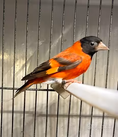 Cardinalini del Venezuela