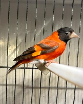Cardinalini del Venezuela