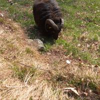 Pecora nana d'Ouessant