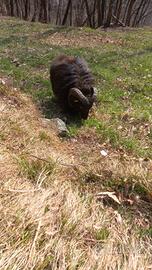 Pecora nana d'Ouessant