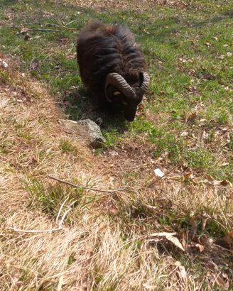 Pecora nana d'Ouessant